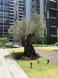La Fiesta (D19), Condominium #126542272